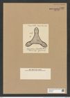 Triceratium imperator Tr. et Witt. (de-Toni-Nr.: Genus 140, Species 3944) Zeichnungen Sammlung Grunow Nr. 7426 (NHMW-BOT-W0376508)